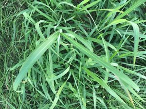 Johnson grass, a common forage, can build up prussic acid, which is harmful and sometimes deadly to animals. (Photo courtesy of Tim Evans.)