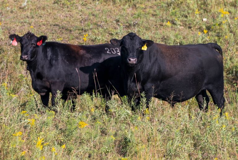 (Photo courtesy of K-State Research and Extension.)