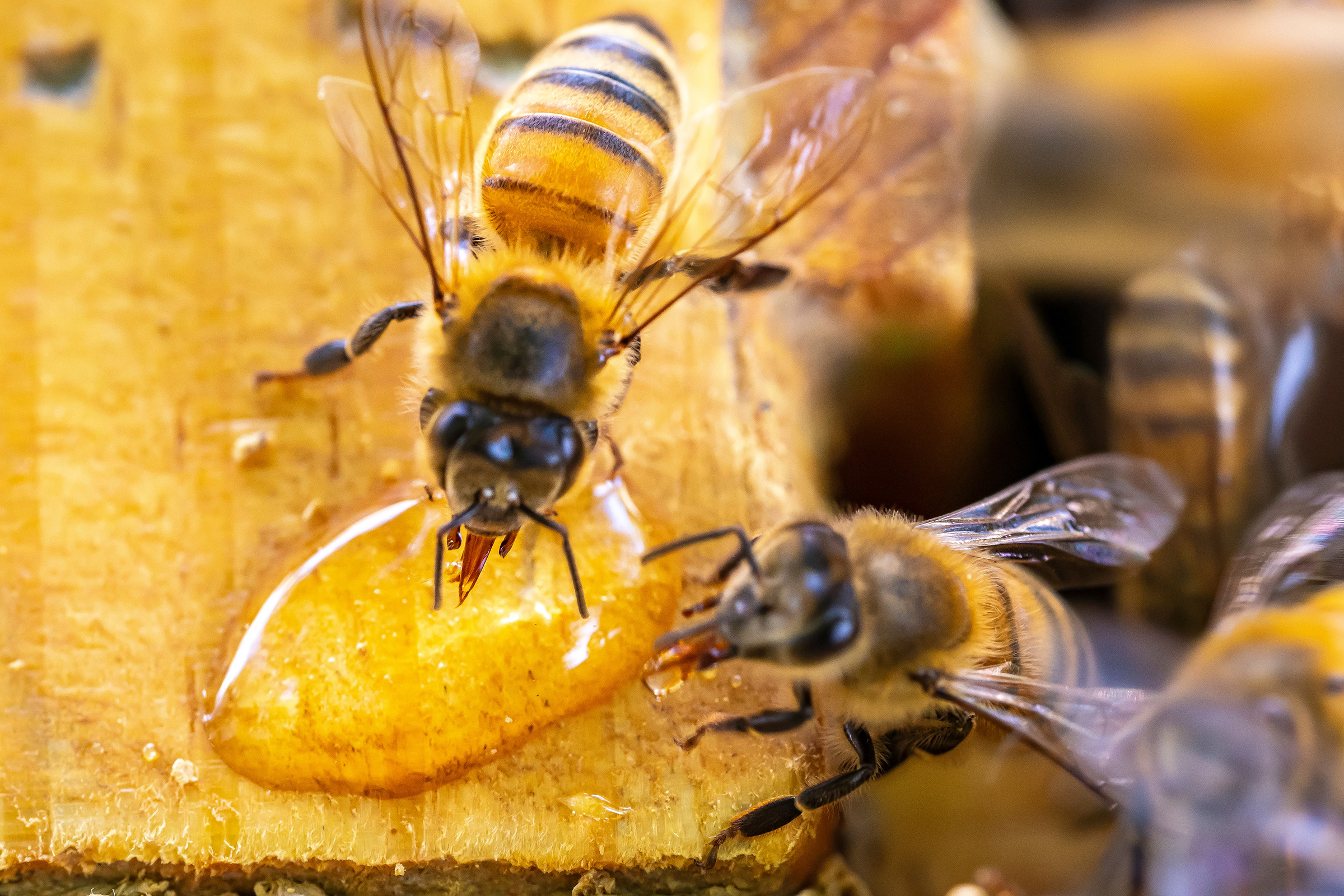 The workshop’s featured guest speaker, Jon Zawislak, will discuss the basics of raising bees and producing honey. (Photo by Todd Johnson, OSU Agriculture.)