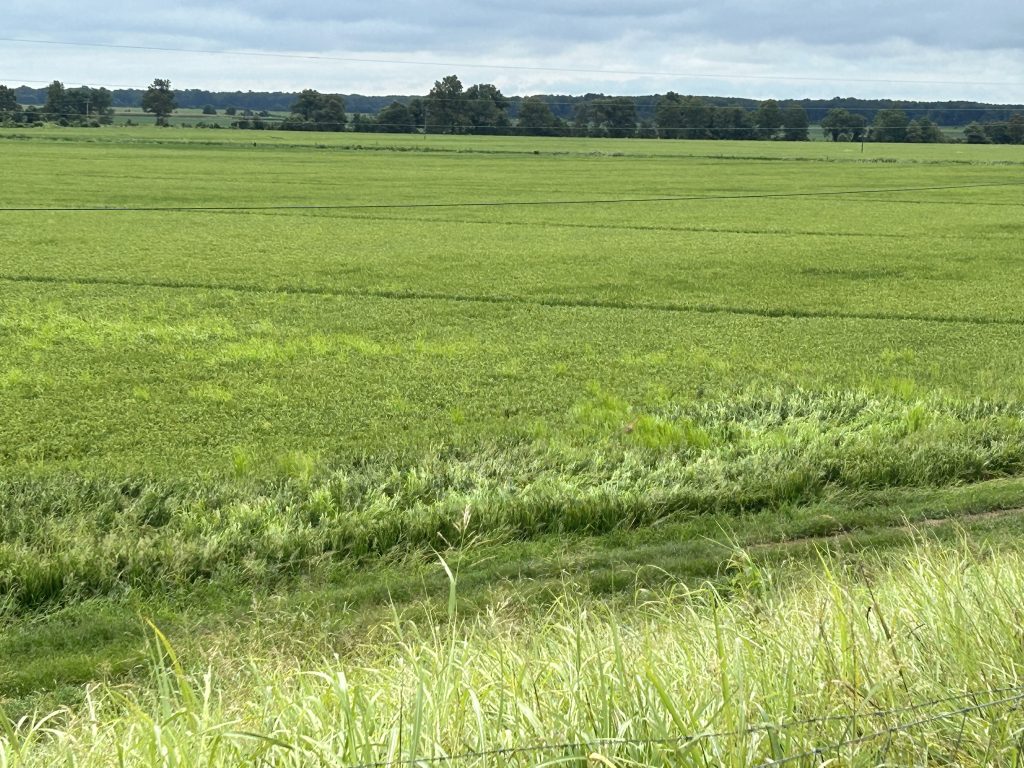 Heavy rains, in some places up to 8 inches, fell in a narrow band across several NE Arkansas counties on Thursday morning, causing some farmers concern for their almost-ready-to-harvest rice crop. Image taken Aug. 10, 2023, near Newport, Arkansas. (Photo by Matthew Davis, U of A System Division of Agriculture.)