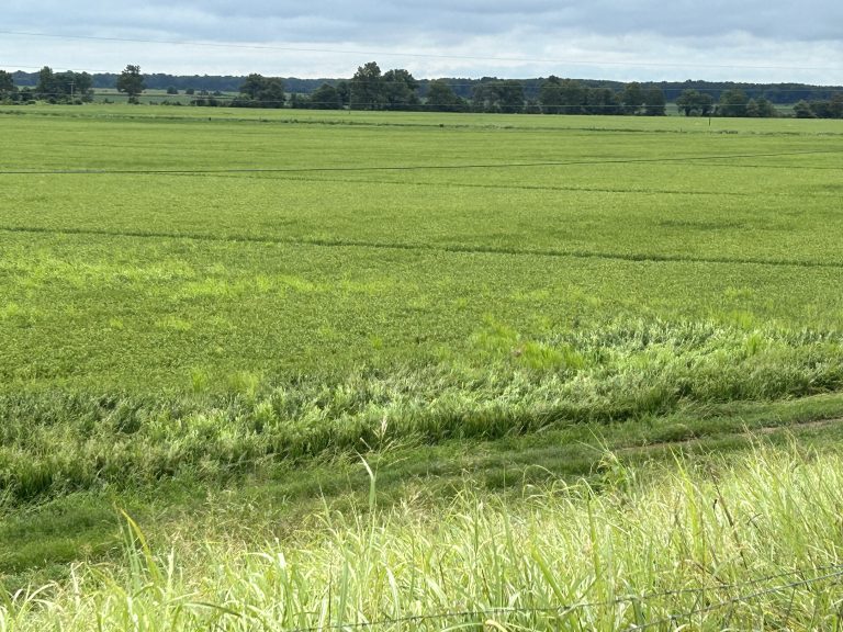 (Photo by Matthew Davis, U of A System Division of Agriculture.)
