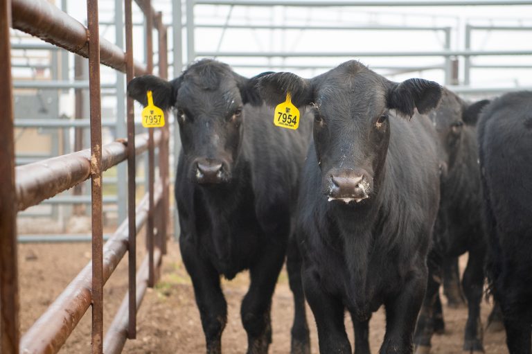 (Photo courtesy of Kansas State University Research and Extension.)