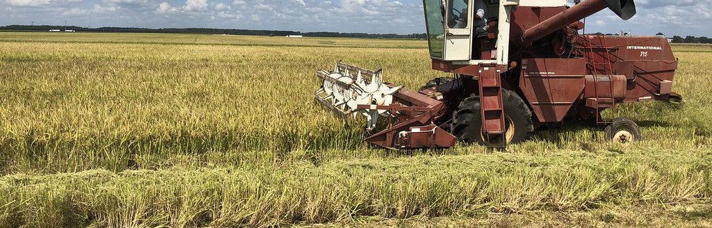 Arkansas rice (U of A System Division of Agriculture photo by Bob Scott.)