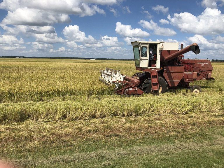Arkansas rice (U of A System Division of Agriculture photo by Bob Scott.)