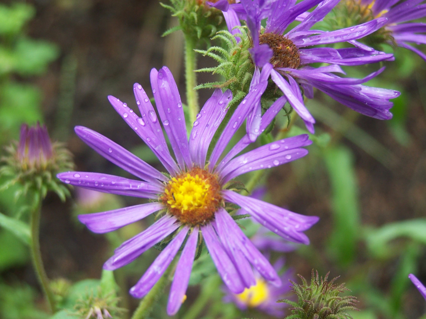 Asters flowers (Journal stock photo.)