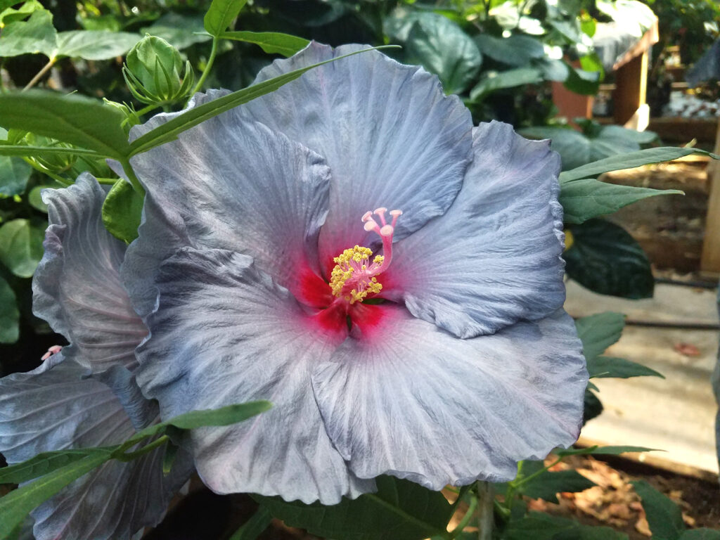 Dariusz Malinowski, Ph.D., is gaining attention for his Texas A&M AgriLife Research hardy hibiscus varieties after creating blue flowering lines. (Photo by Malinowski, Texas A&M AgriLife.)