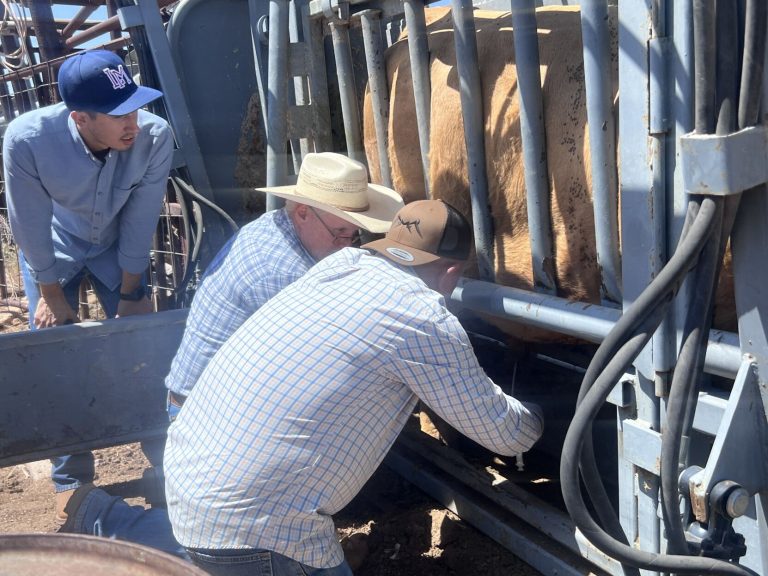 The New Mexico Department of Agriculture, in conjunction with the New Mexico State University Cooperative Extension Service, recently held a hands-on training exercise focused on maintaining herd health in cattle in Hachita, New Mexico. The training exercise took place as part of the New Mexico-Sonora Commission’s ongoing Campaign for the Eradication of Bovine Trichomoniasis and Brucellosis in the State of Sonora. NMSU Extension Veterinarian Dr. John Wenzel (center) guides a veterinarian from Sonora, Mexico, in collecting a Trichomoniasis sample from a bull. (Photo courtesy of the New Mexico Department of Agriculture.)