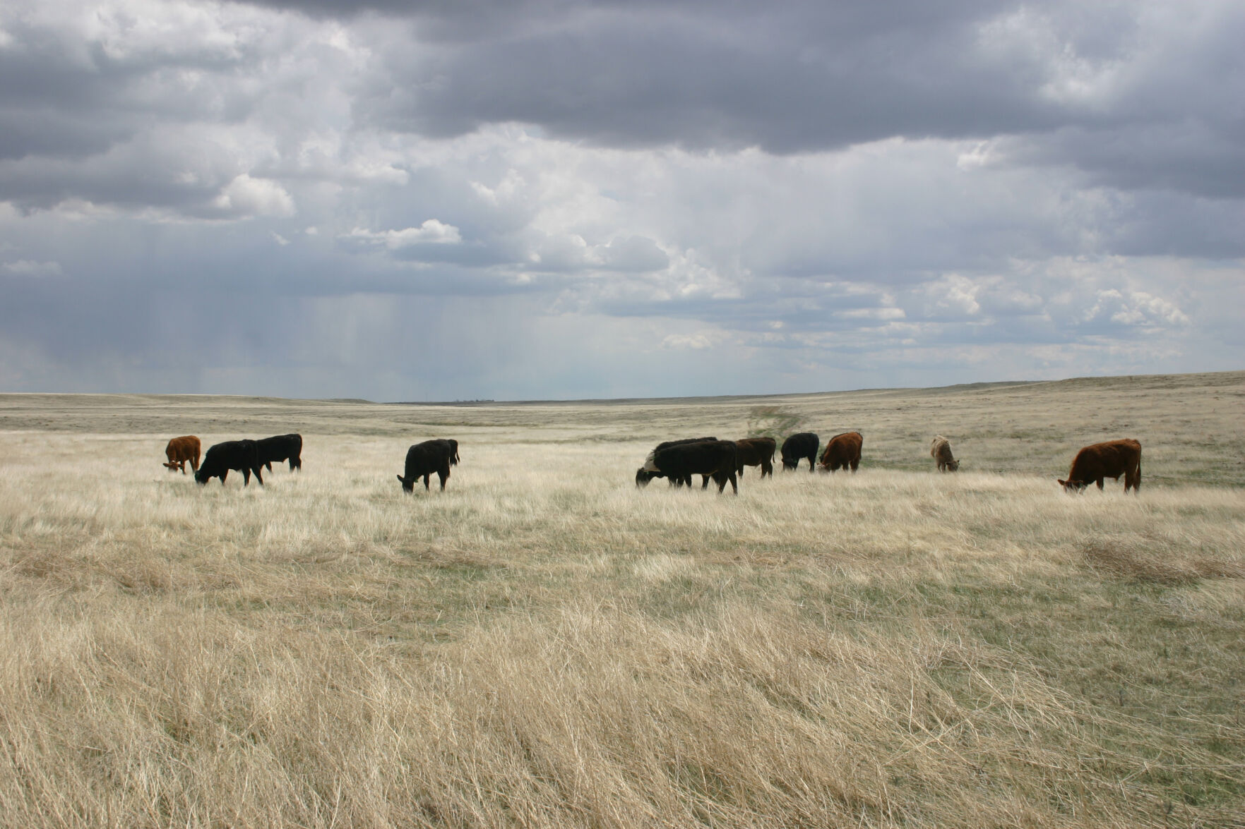 Cattle graze on a north central Colorado prairie, about 30 miles south of Cheyenne, Wyoming, under puffy cloud cover. Farming and ranching during this period of climate change presents a number of challenges, but a group of agricultural experts have provided tips to overcome the times. (Photo courtesy of David Augustine, Agricultural Research Service.)