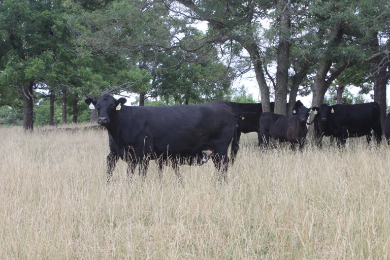 Cattle (Journal photo by Amy Bickel.)
