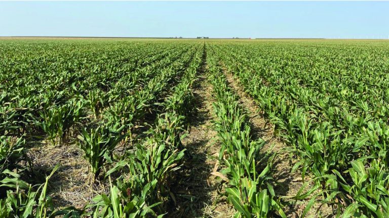 Grazing sorghum. (Courtesy photo.)