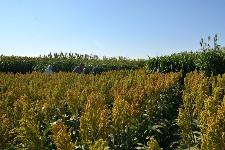 (Photo by Kay Ledbetter, Texas A&M AgriLife.)