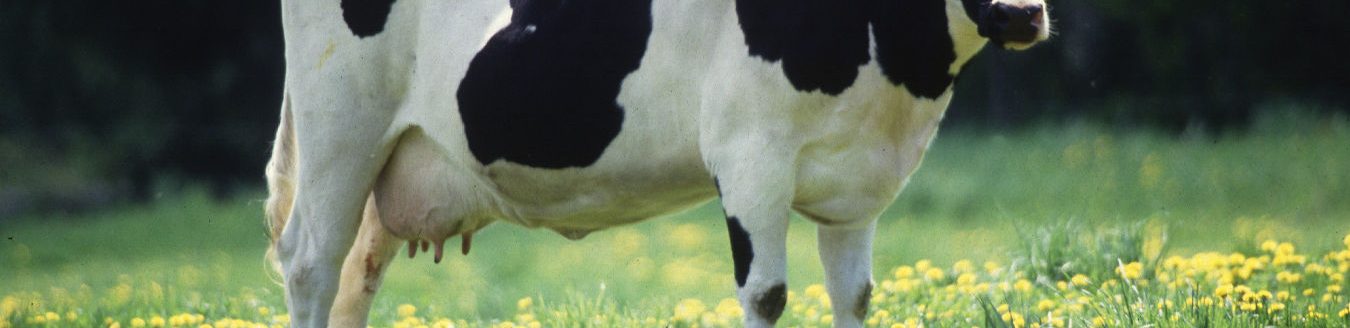 Dairy Cow (Photo courtesy of ARS.)