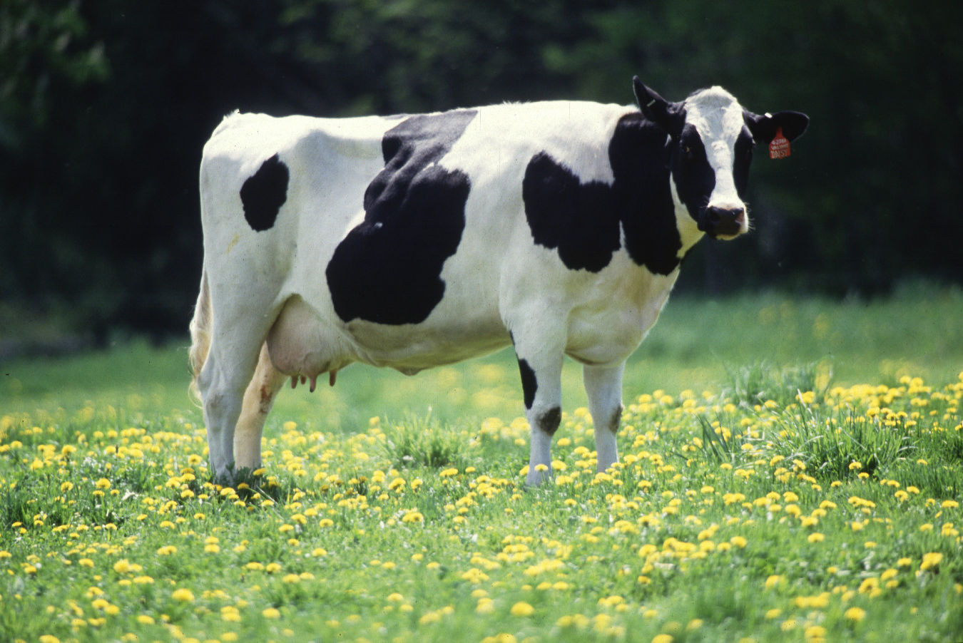 Dairy Cow (Photo courtesy of ARS.)