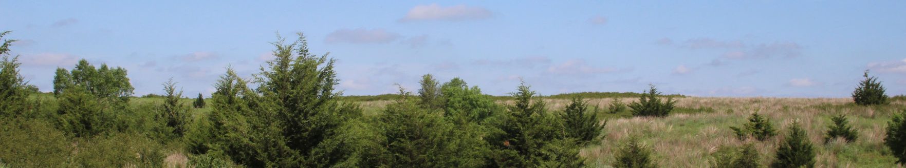 Eastern Red Cedars (Journal photo by Lacey Newlin.)