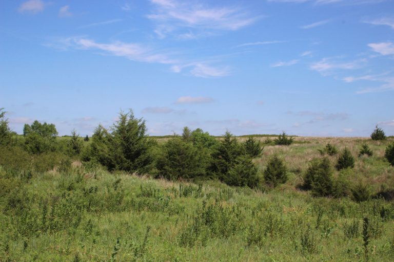 Eastern Red Cedars (Journal photo by Lacey Newlin.)