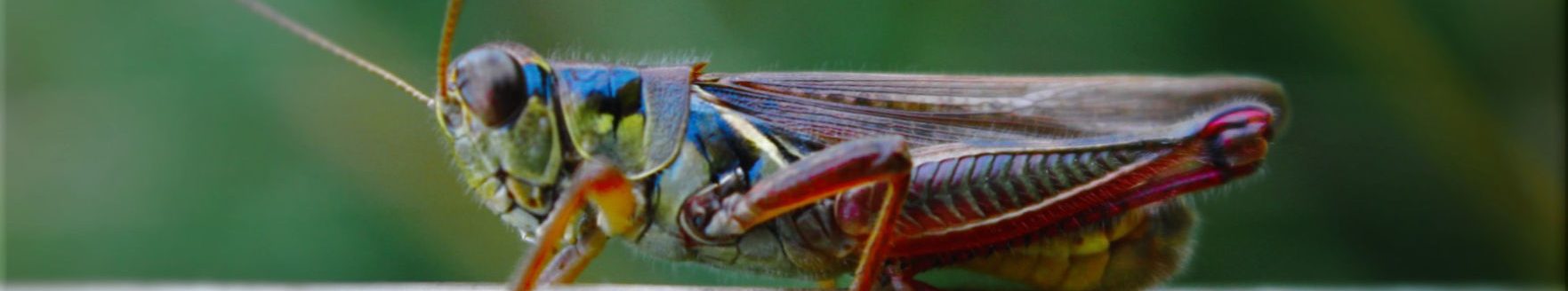 Grasshopper (Photo by Alice Whyte, Vilas, North Carolina.)