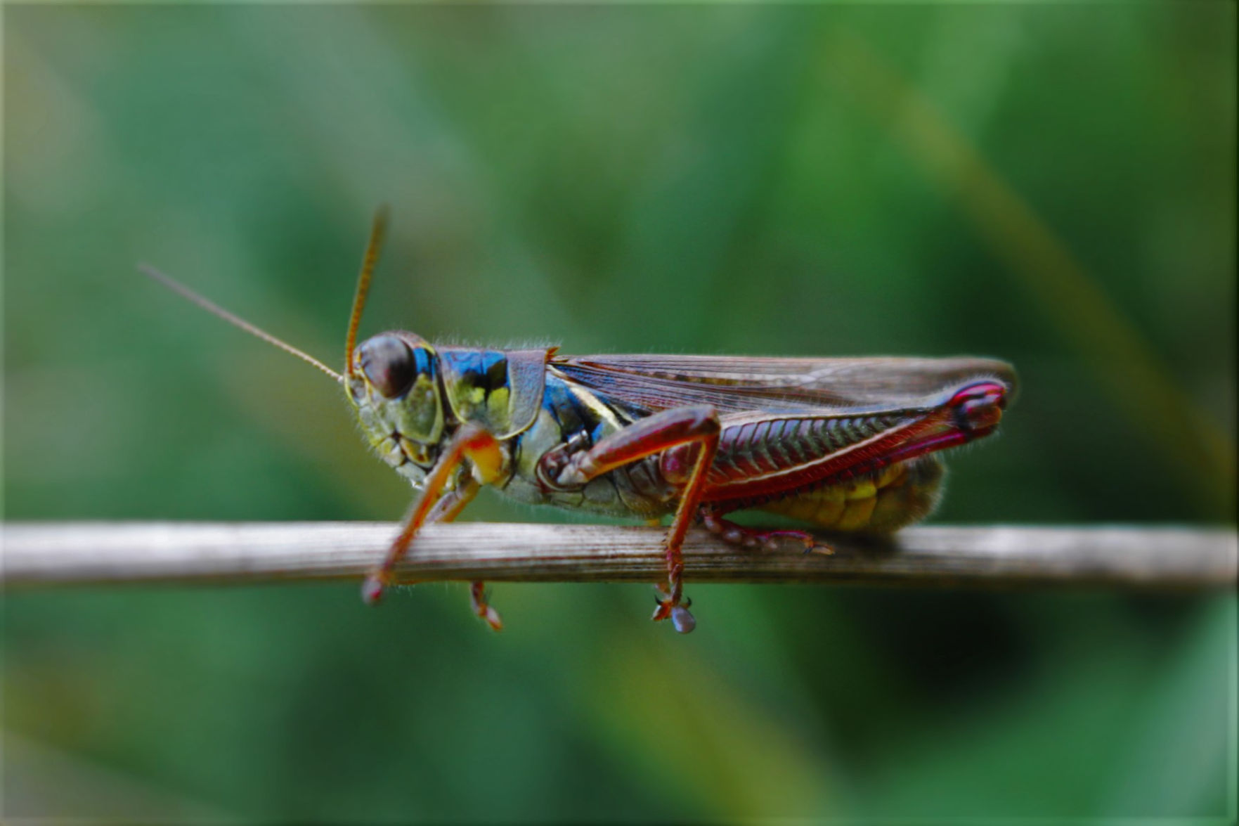 Grasshopper (Photo by Alice Whyte, Vilas, North Carolina.)