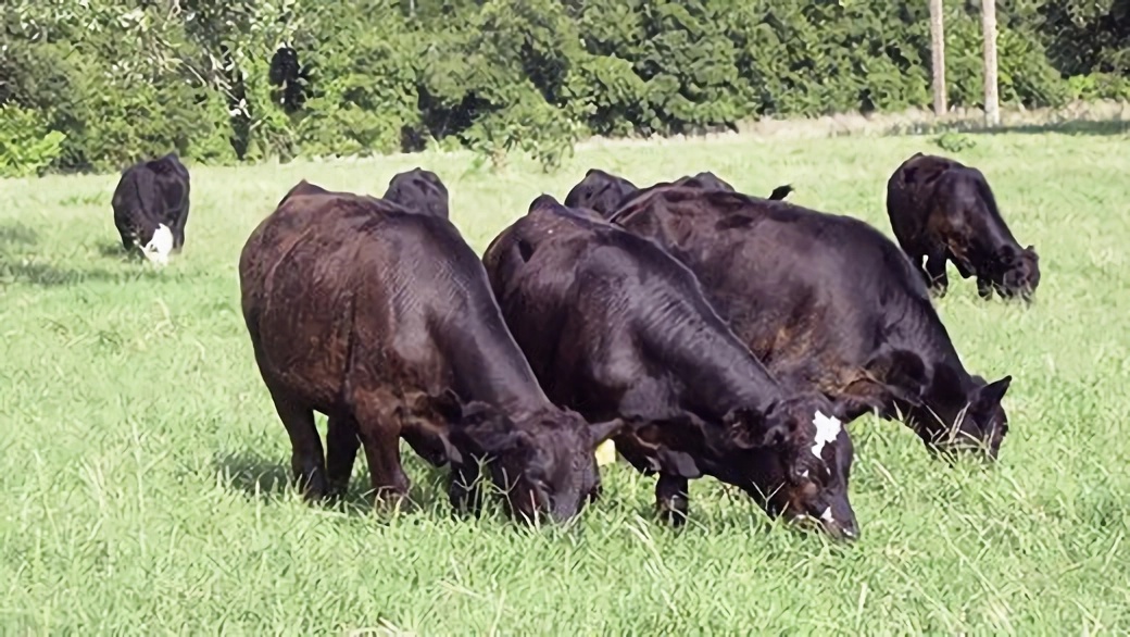 Grazing cattle in Kansas (Courtesy photo.)