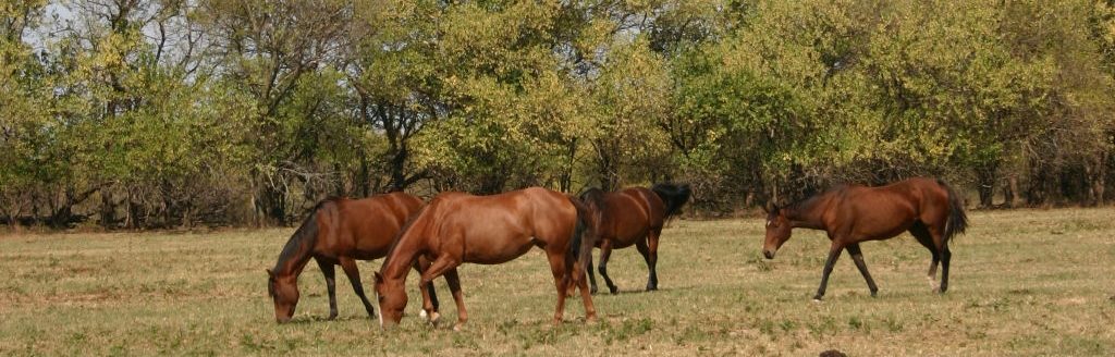 Horses not infected with West Nile Virus. (Journal stock photo.)