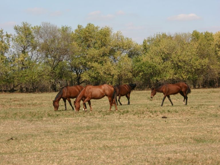 Horses not infected with West Nile Virus. (Journal stock photo.)