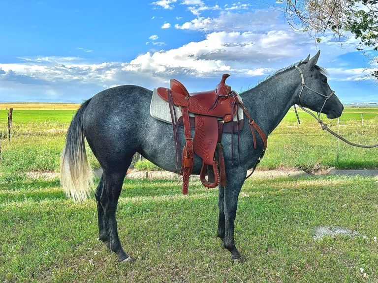 The NILE is proud to announce CC Lenas Kitty, donated by Clint Casterline Quarter Horses as the 2023 NILE Raffle Filly.