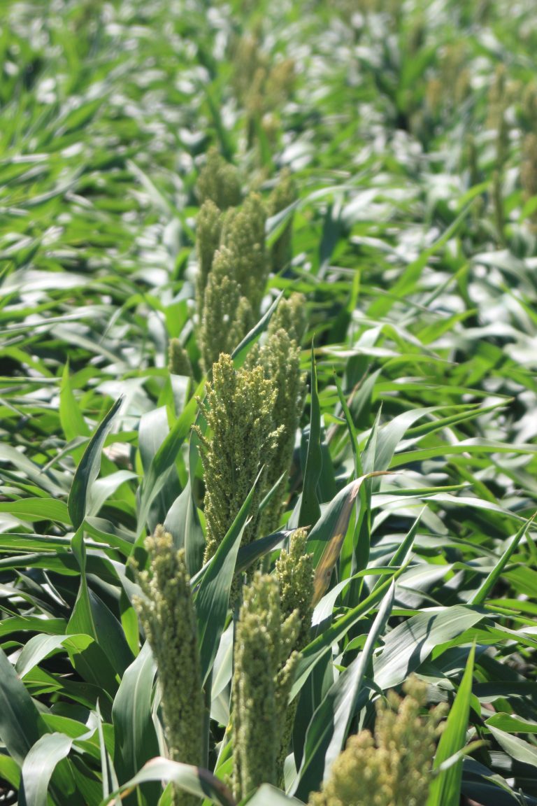 Sorghum in Kansas. (Journal photo by Dave Bergmeier.)