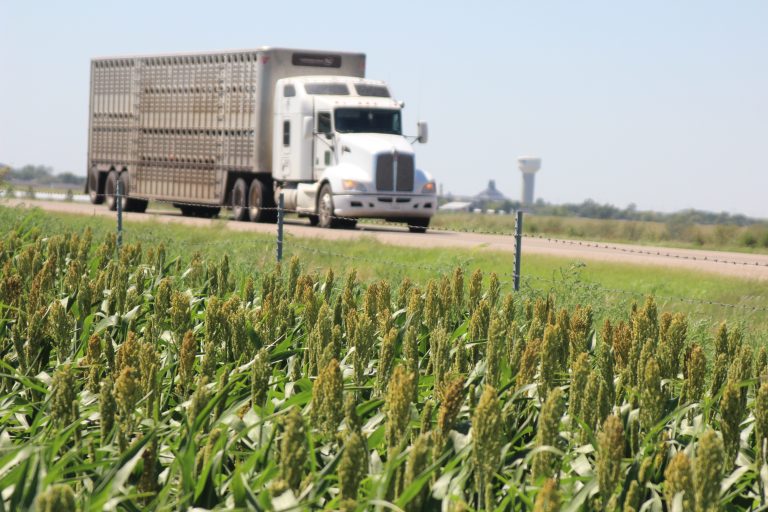A milo field ripens in the sun just outside of Dodge City,Kansas. (Journal photo by Dave Bergmeier.)