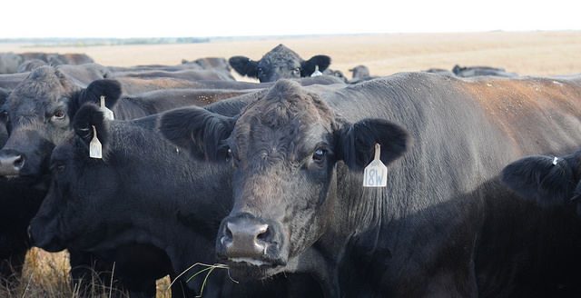 Keeping cattle healthy during summer (Courtesy photo.)