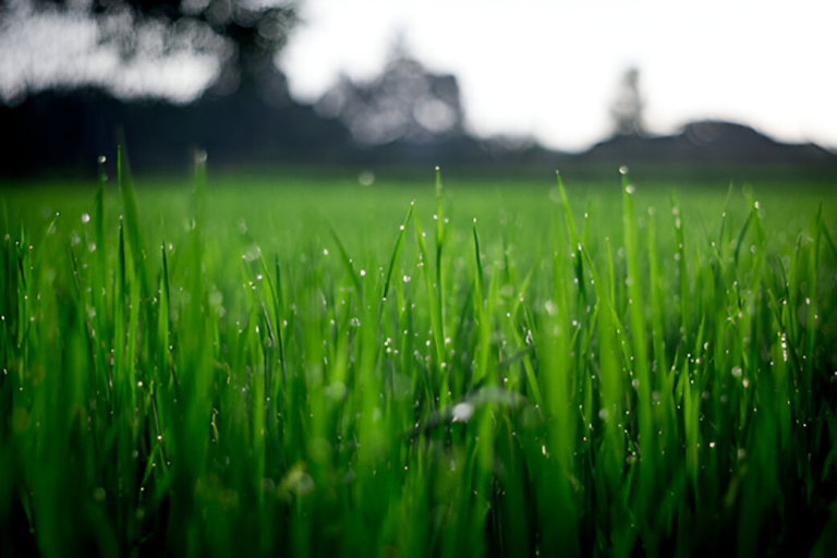 Lawn closeup (K-State Research and Extension)