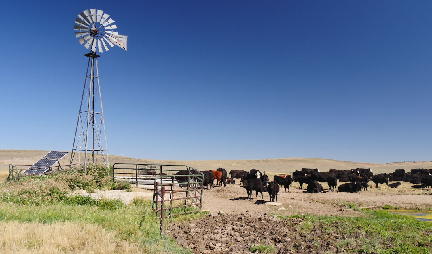 UW cattle on summer grazing grounds at the McGuire Ranch, located outside Laramie. (Photo courtesy of University of Wyoming Extension.)