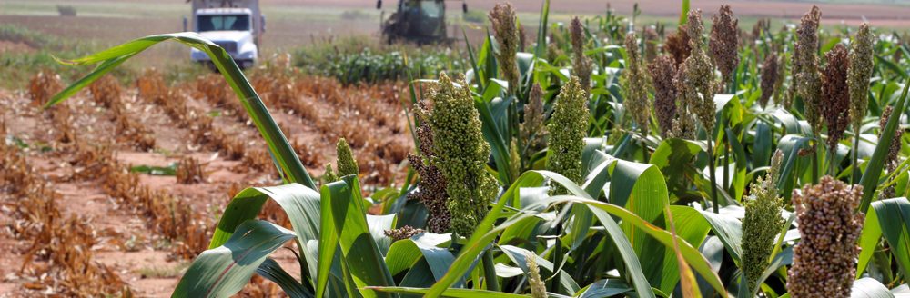 A forage harvester works its way through an Oklahoma sorghum field in central Oklahoma. (Journal photo by Lacey Vilhauer.)