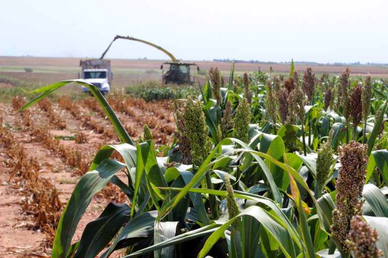 A forage harvester works its way through an Oklahoma sorghum field in central Oklahoma. (Journal photo by Lacey Vilhauer.)