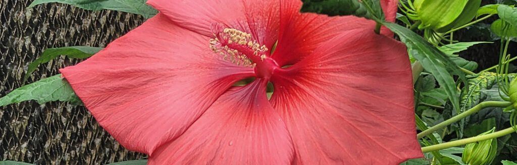 The coral colored hardy hibiscus is the latest unique color developed by Dariusz Malinowski, Ph.D., a Texas A&M AgriLife Research plant physiologist and ornamental plant breeder. (Photo by Dariusz Malinowski, Texas A&M AgriLife.)