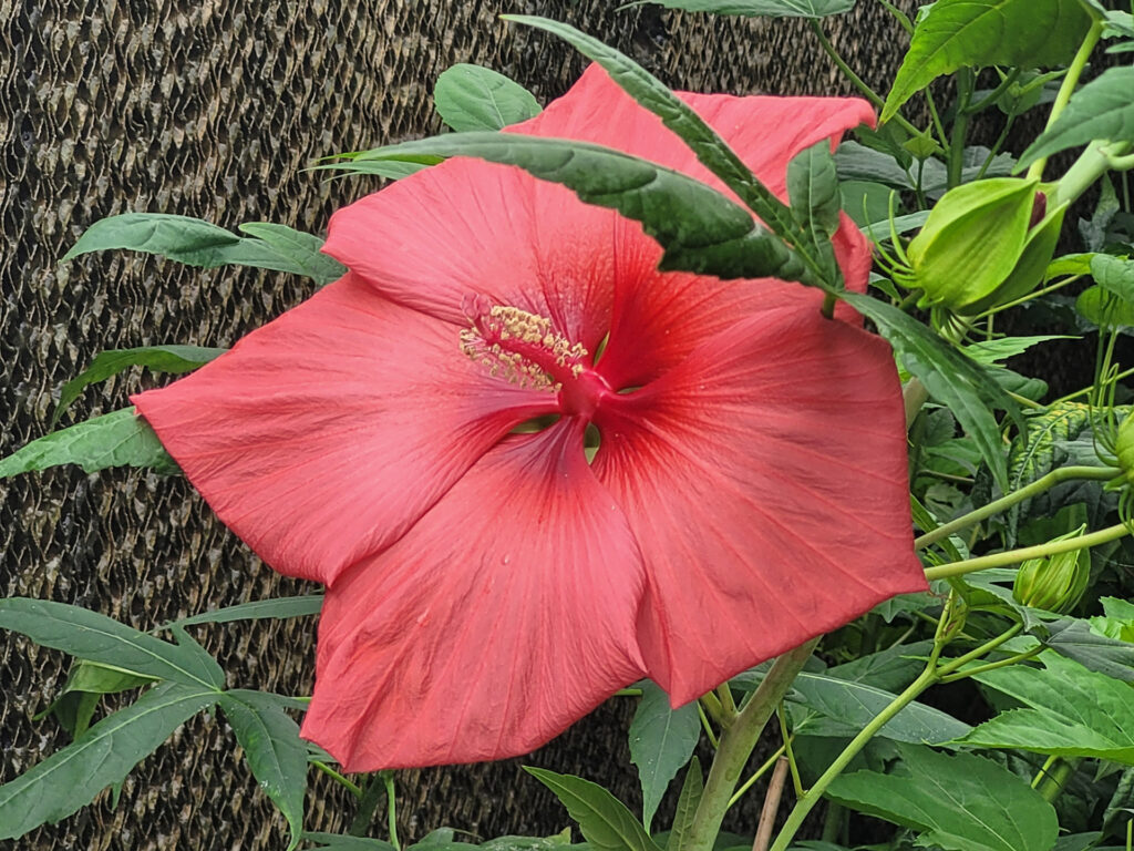 The coral colored hardy hibiscus is the latest unique color developed by Dariusz Malinowski, Ph.D., a Texas A&M AgriLife Research plant physiologist and ornamental plant breeder. (Photo by Dariusz Malinowski, Texas A&M AgriLife.)