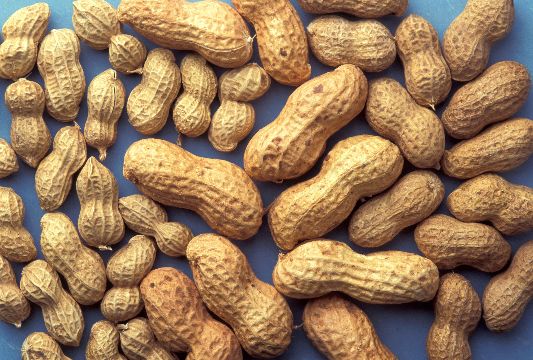 Peanuts (ARS photo by Jack Dykinga.)