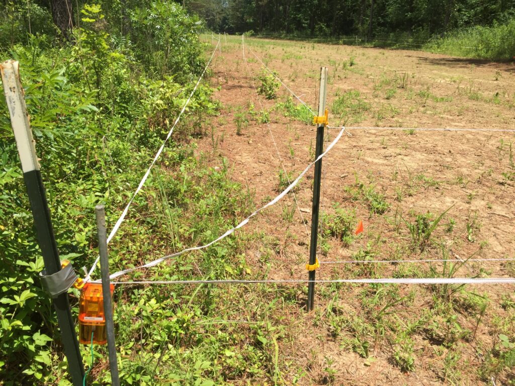 Installing two-tiered polywire electric fences can reduce the impact of white-tailed deer browsing on newly established food plots. (Photo courtesy of Jacob Dykes.)