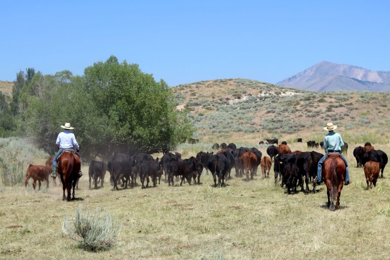 Rock Creek Cowboys (By Janey Beumeler - Pullman, Washington)