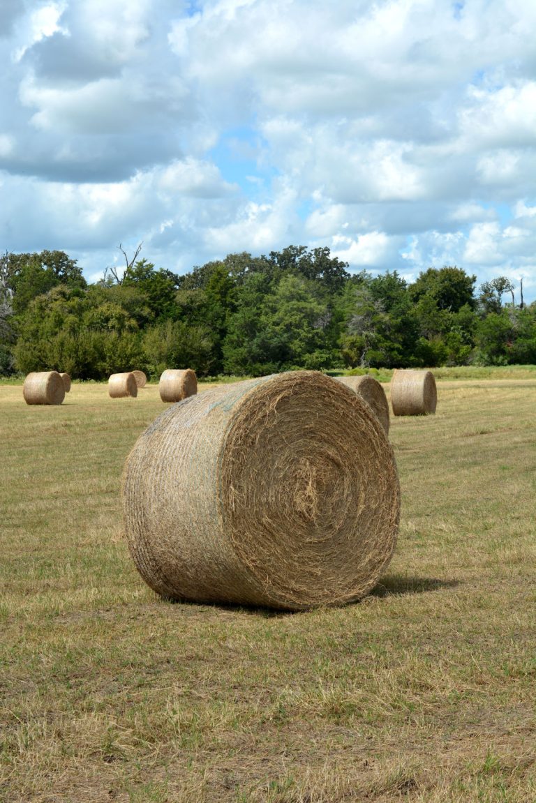 (Photo by Blair Fanning, Texas A&M AgriLife.)