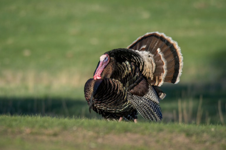 (Photo courtesy of Nebraska Game and Parks Commission.)