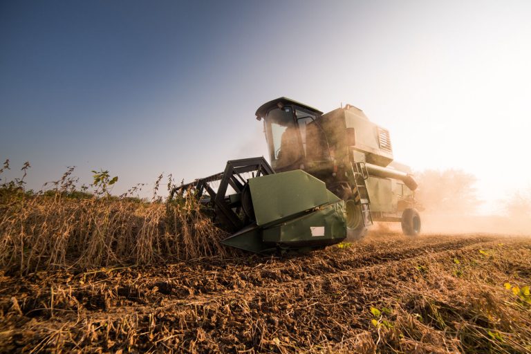 Harvesting of soy bean fields with combine
