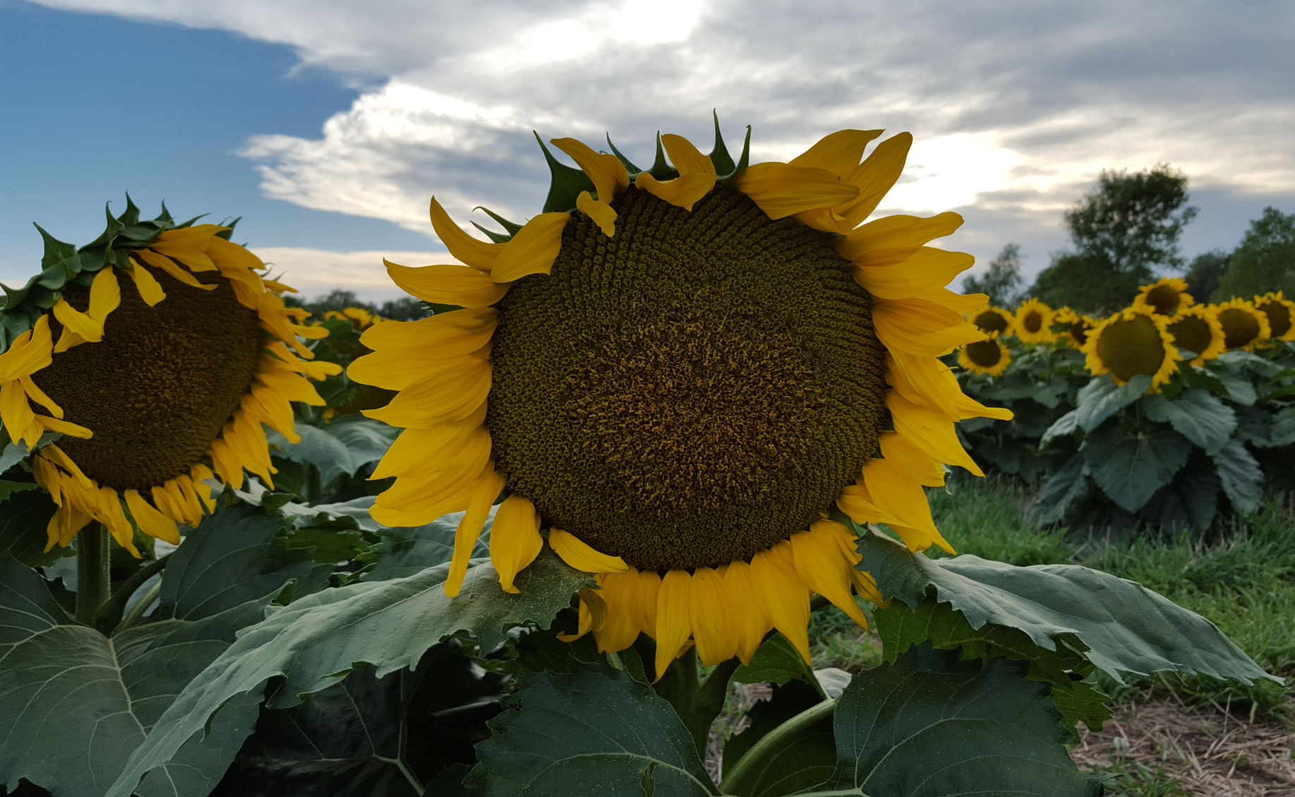 Sunflower By Barbara Austin, St. John, Kansas.