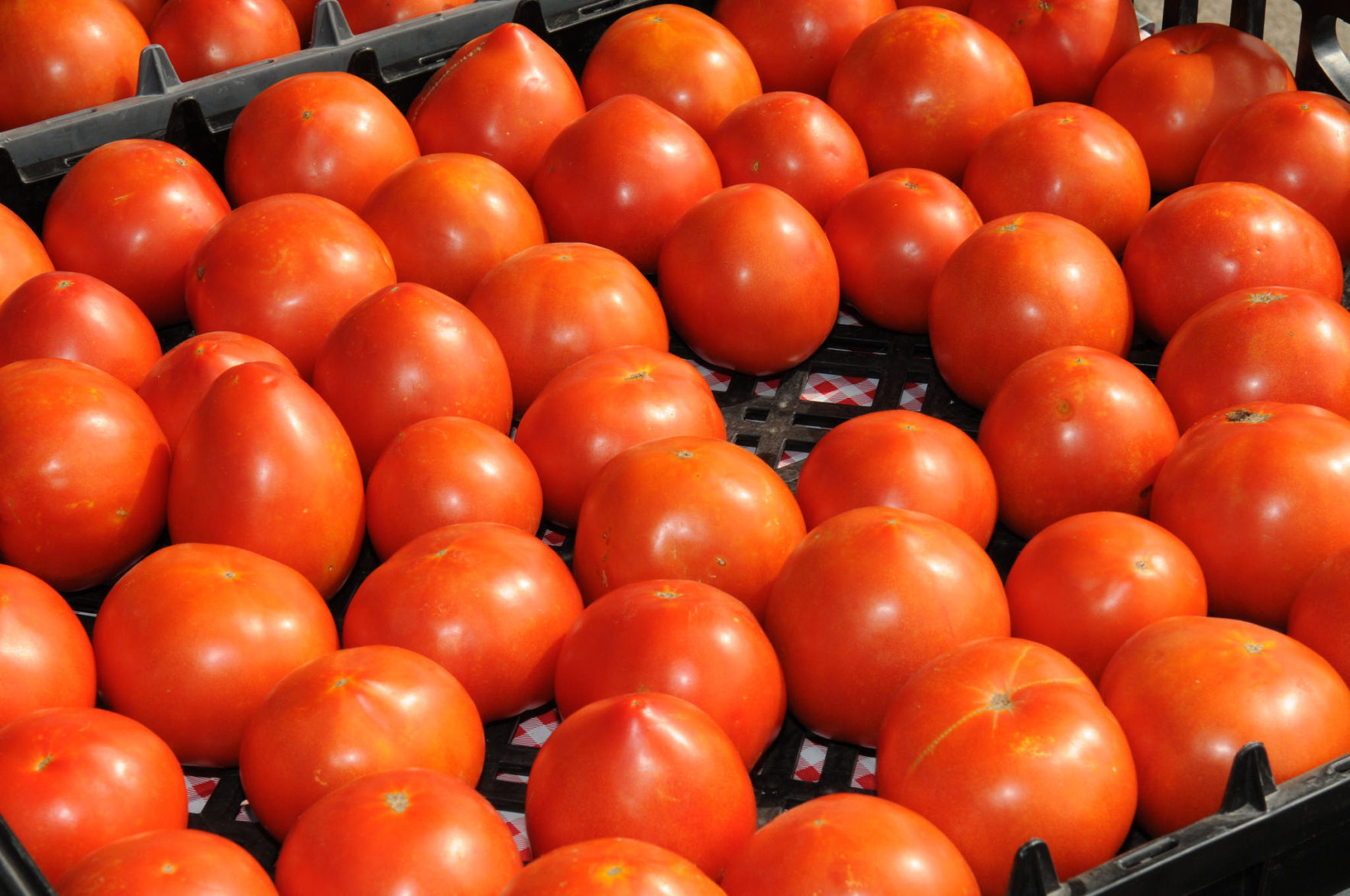 Tomato plants are prolific, their fruit can be canned, cooked or eaten fresh, and they are a source of vitamin C, making tomatoes the most popular plant in home gardens. (Photo courtesy of K-State Research and Extension.)