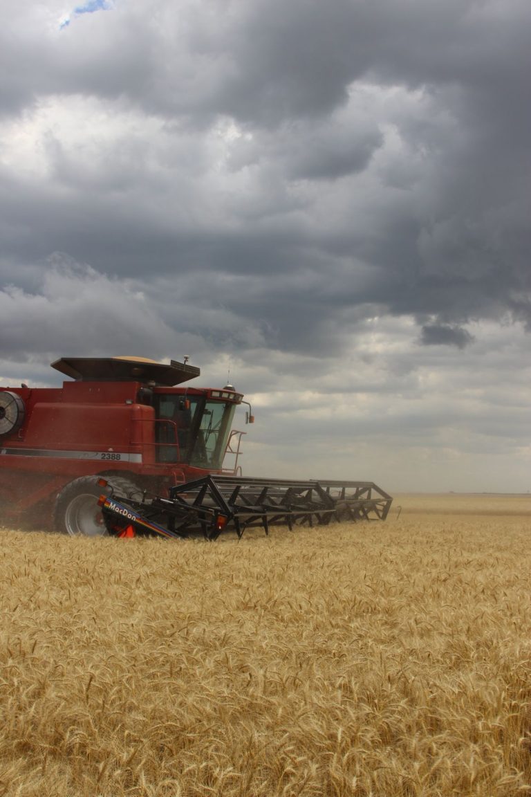 Wheat (Journal photo by Jennifer M. Latzke.)