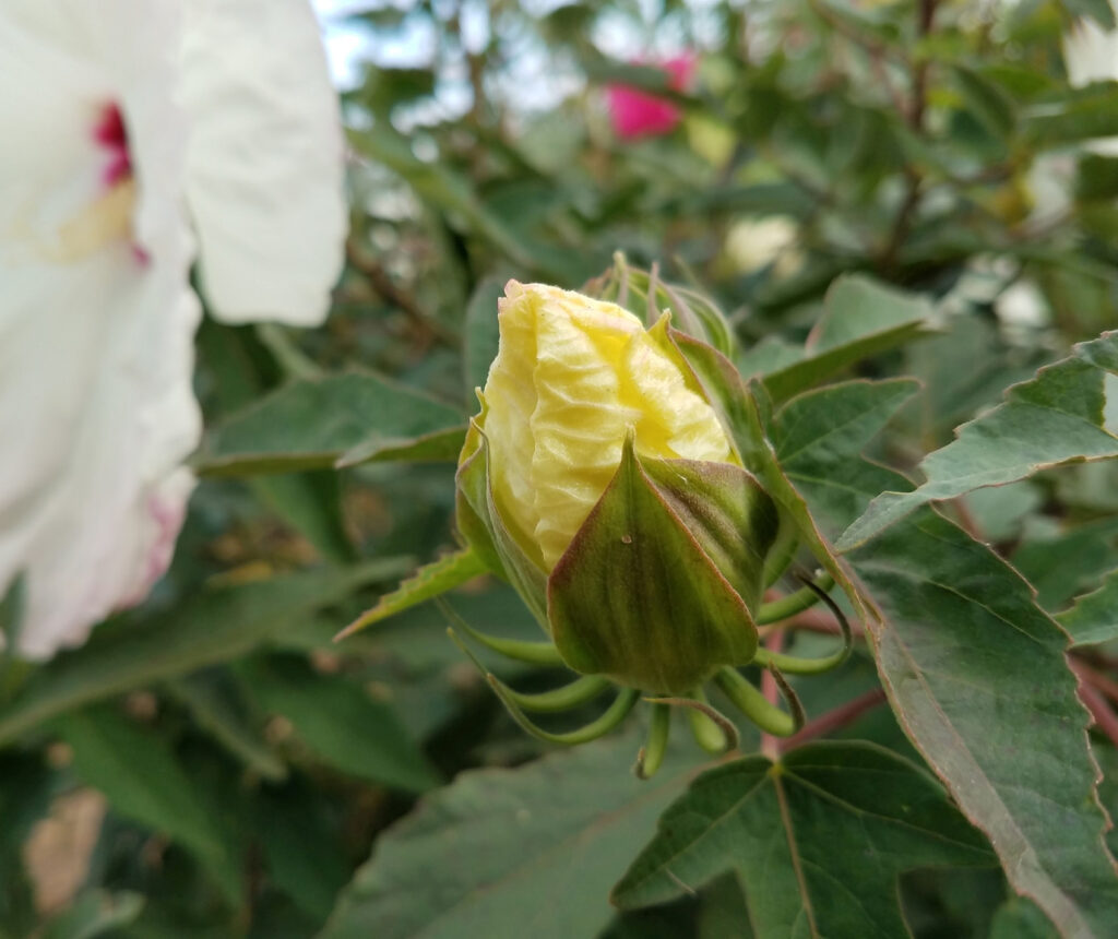 The yellow pigment in hardy hibiscus has been challenging, but Dariusz Malinowski, Ph.D., Texas A&M AgriLife Research hibiscus breeder, believes he is close to flowers that will maintain their yellow color. (Photo by Dariusz Malinowski, Texas A&M AgriLife.)
