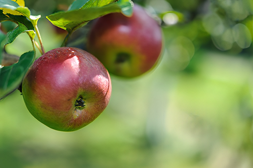 Kansas State University horticulture expert Ward Upham said when to pick apples depends on such factors as days from bloom, flesh color, seed color, color change and flavor. (Photo courtesy of K-State Research and Extension.)