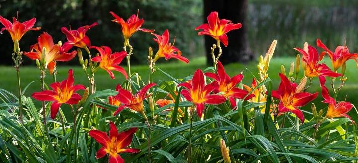 Daylilies need to be divided every 3 to 4 years to maintain good flower production, says Kansas State University horticulture expert Ward Upham.