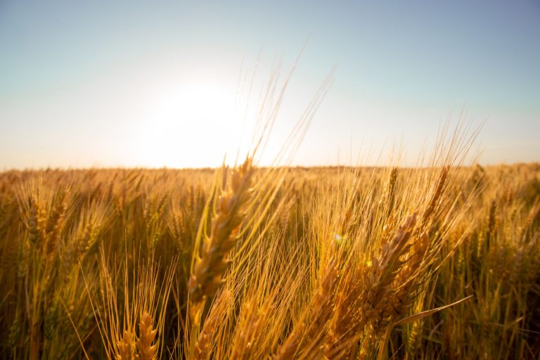 Photo courtesy of U.S. Wheat Associates.