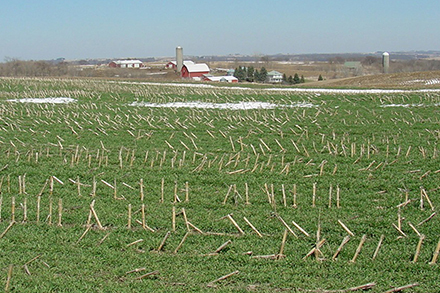 Winter rye cover crops offer multiple benefits, including carbon sequestration. (Photo by Tom Kasper, D3362-1.)