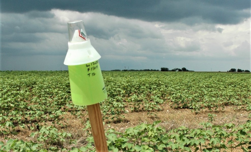 A boll weevil pheromone trap at the edge of a cotton field. Traps continue to monitor the pest across the Cotton Belt to prevent its reintroduction. (Photo by Ray Frisbie, Texas A&M AgriLife.)