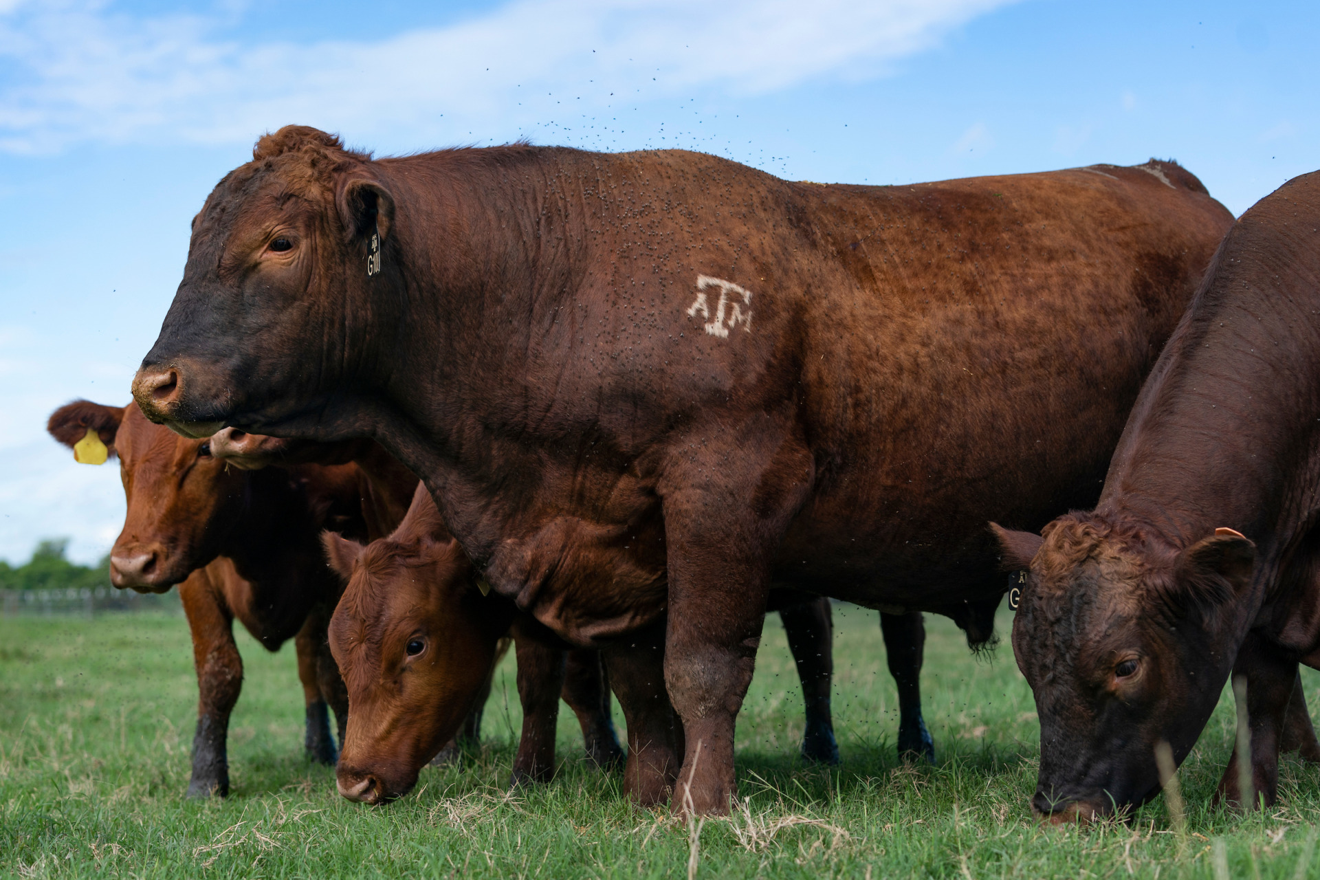 Lacey Luense, Ph.D., Texas A&M Department of Animal Science assistant professor, is determined to improve the fertility of bulls by understanding how epigenetics affect disease and development. (Photo by Laura McKenzie, Texas A&M AgriLife.)